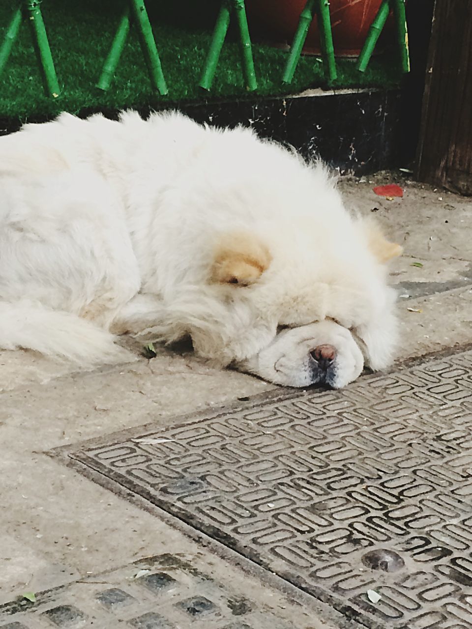 domestic animals, animal themes, pets, mammal, one animal, relaxation, white color, dog, lying down, sleeping, resting, domestic cat, cat, eyes closed, no people, full length, street, high angle view, outdoors, feline