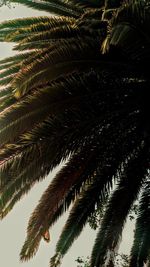 Low angle view of palm tree leaves