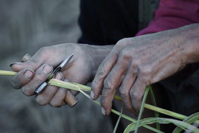 Close-up of man cutting crops