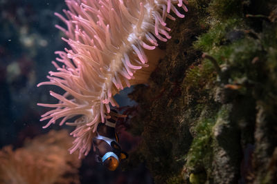 Close-up of a clownfish in sea