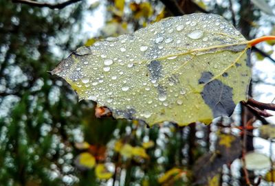 Close-up of raindrops on leaves during rainy season