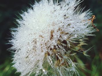 Close-up of dandelion on cactus