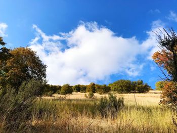 Trees on field against sky