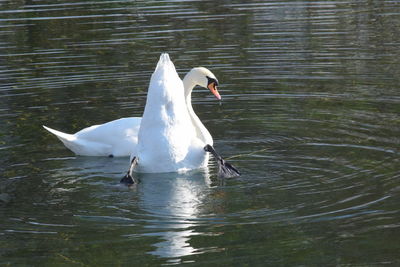 Swans swimming in lake