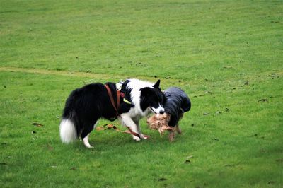 Dogs running on grassy field