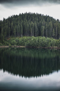 Reflection of evergreen pine tree in a lake. bucegi mountains,romania