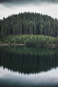 Scenic view of lake in forest against sky