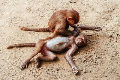 Two people sitting on land at zoo