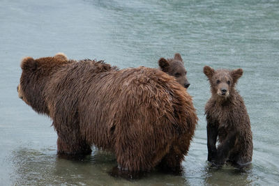 Brown bear with cubs