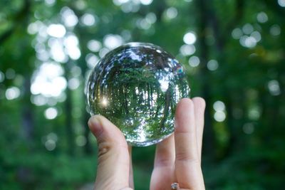 Close-up of hand holding glass with reflection of trees