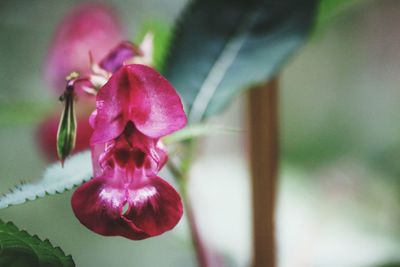 Close-up of pink flowering plant