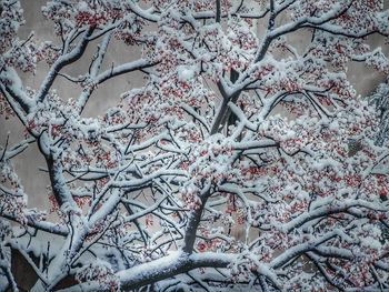 Close-up of snow covered tree