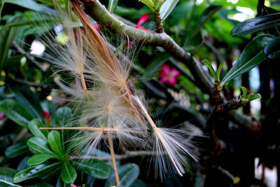 Close-up of dandelion on plant