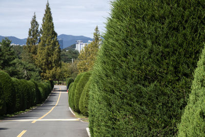 Road amidst juniper trees against sky