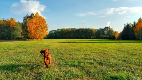 Dog on field against sky