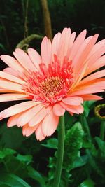 Close-up of orange gerbera daisy