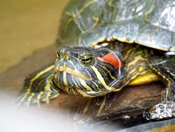 Close-up of turtle in water