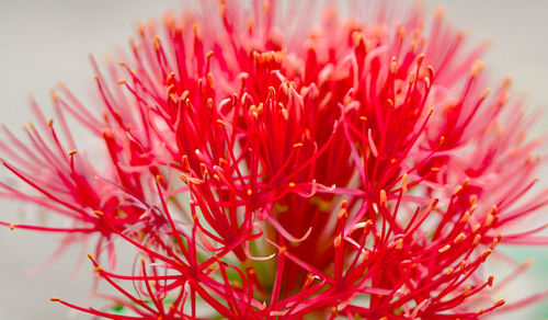 Close-up of pink flower