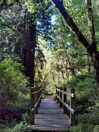 Walkway passing through forest