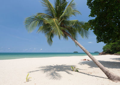 Palm tree by sea against sky