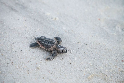 Hatchling baby loggerhead sea turtles caretta caretta climb make their way to the ocean