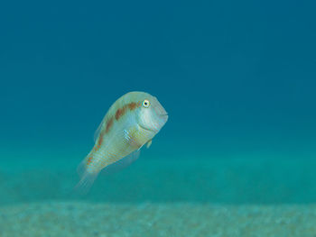 Close-up of fish swimming in sea