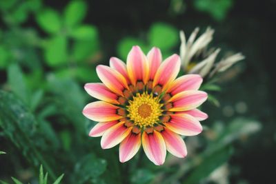 Close-up of pink flower