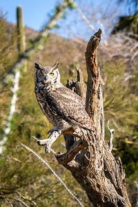 Close-up of owl perching on tree against sky