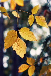 Close-up of yellow maple leaves