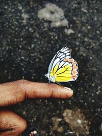 Close-up of butterfly on hand