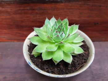 High angle view of potted plant on table