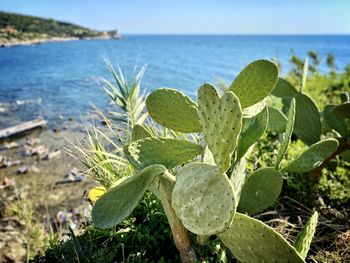 Close-up of succulent plant in sea