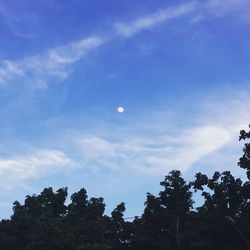 Low angle view of silhouette trees against blue sky