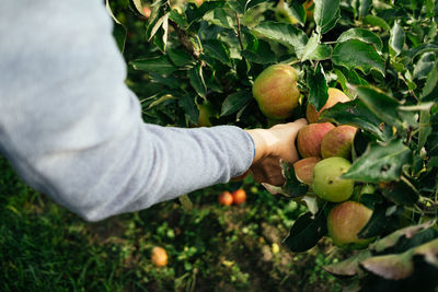 Hand harvesting apples from tree