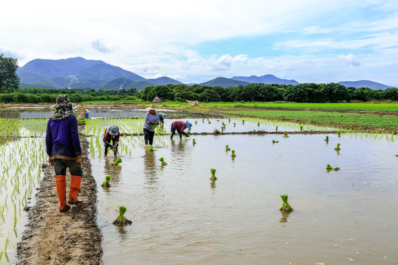 PEOPLE WORKING ON FIELD AGAINST SKY