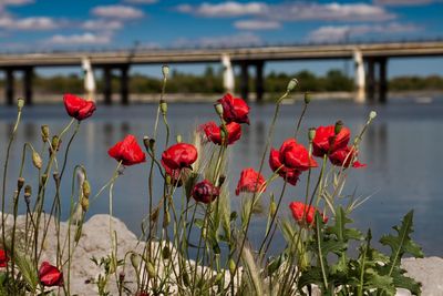 Close-up of red poppy flowers blooming against lake