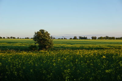 Scenic view of field against clear sky