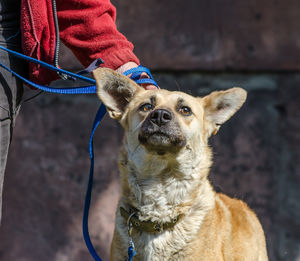 Close-up of dog sticking out tongue outdoors