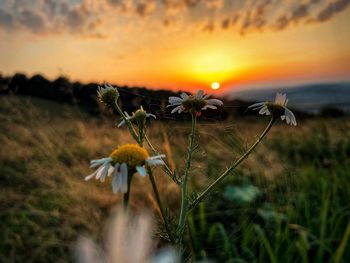 Close-up of flowering plant on field against sky during sunset