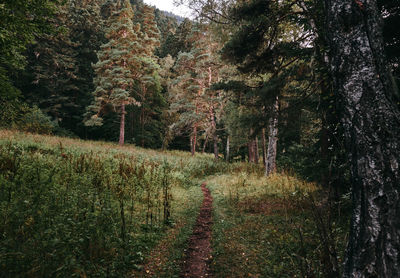 Pine trees in forest