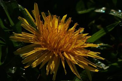 Close-up of yellow flowering plant