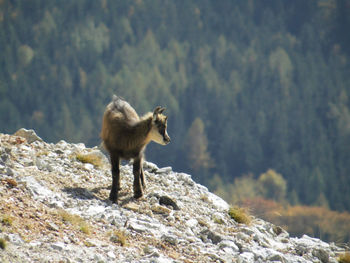 Monkey standing on rock