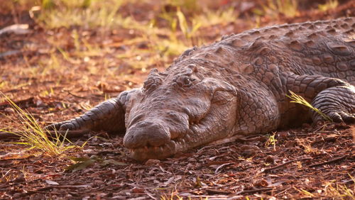 Close-up of a lying in the field