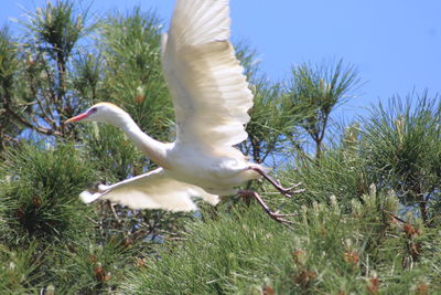 Low angle view of seagull flying in sky