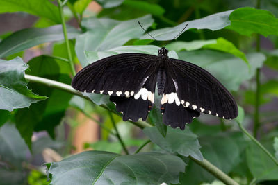 Common mormon, papilio polytes, close-up of the butterfly