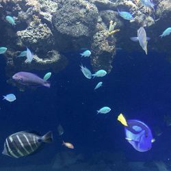 Fish swimming in sea