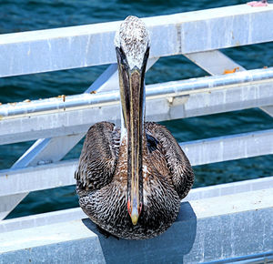 High angle view of bird on railing