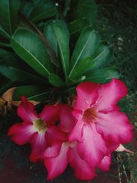 Close-up of pink flowers blooming outdoors