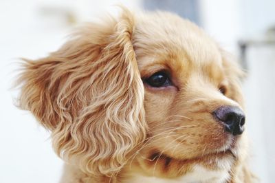 Close-up of cute puppy