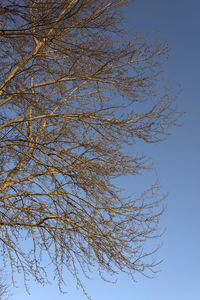 Low angle view of bare tree against clear blue sky